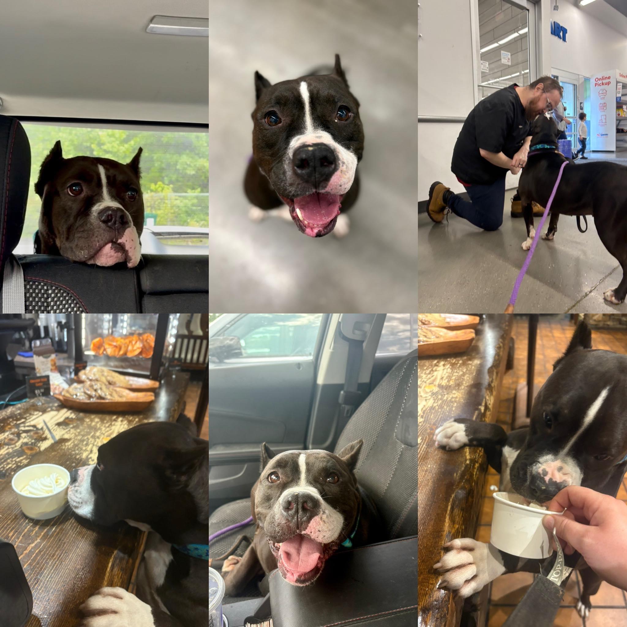 Antonia, Adult Female Pit Bull Terrier