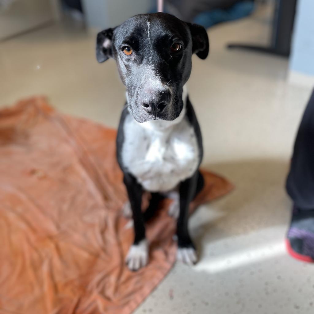 Daisy, Adoptable, Adult Female Labrador Retriever.