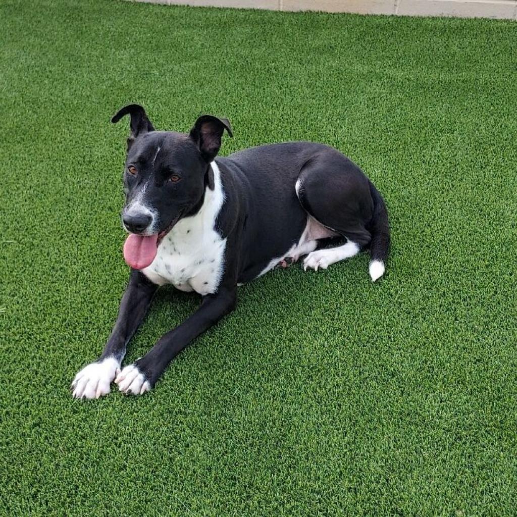 Enlarge Daisy, a Adoptable mixed breed in Shorter, AL image 2/4