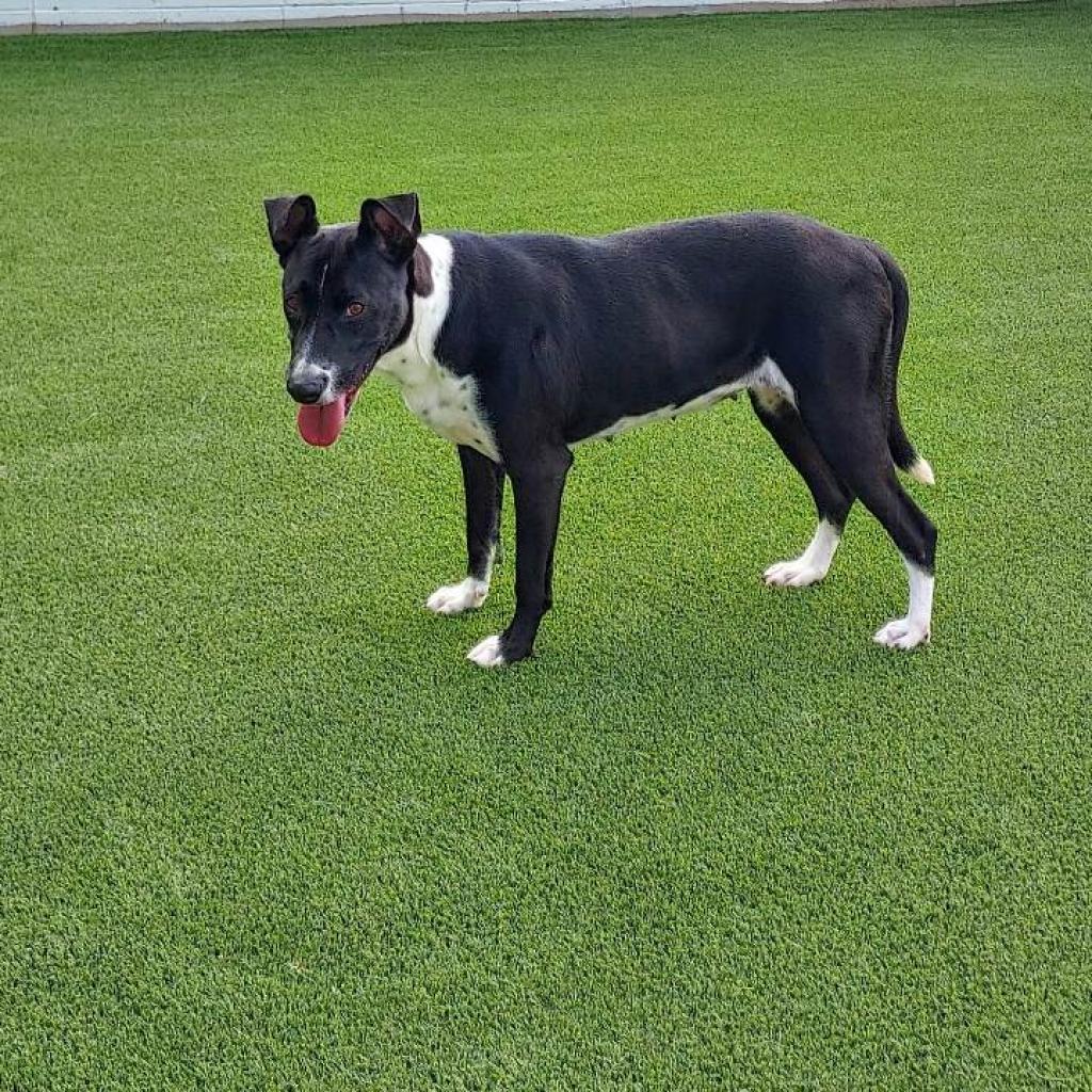 Enlarge Daisy, a Adoptable mixed breed in Shorter, AL image 3/4