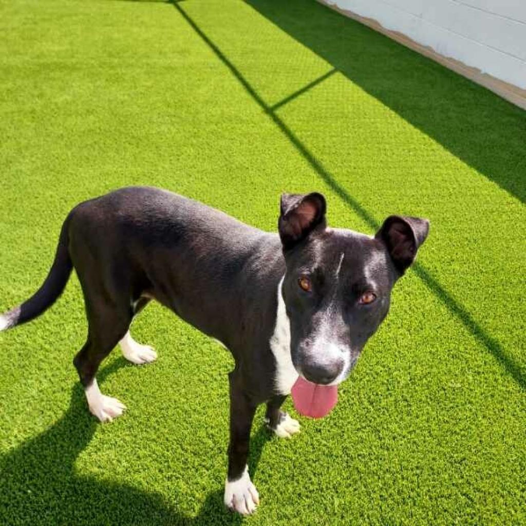 Enlarge Daisy, a Adoptable mixed breed in Shorter, AL image 4/4