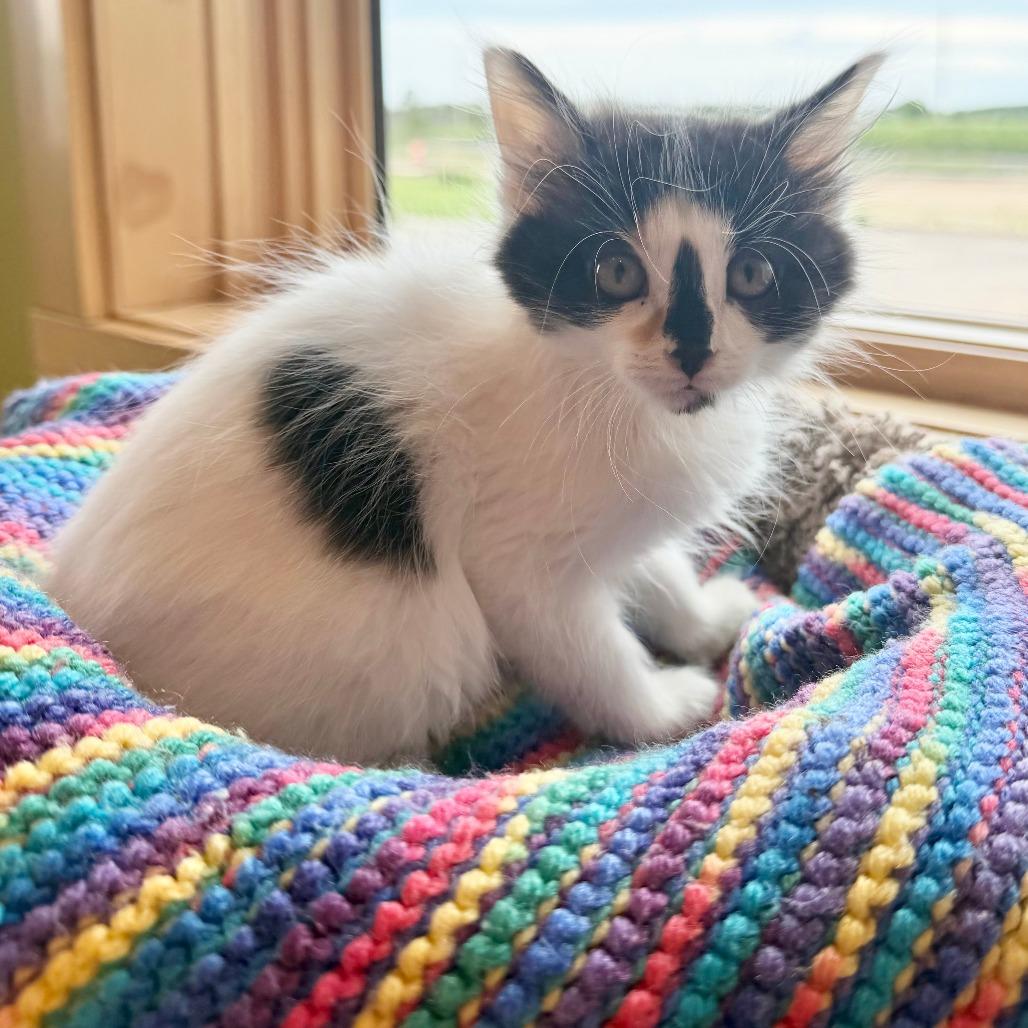 Sundae, Adoptable, Kitten Female Domestic Medium Hair.
