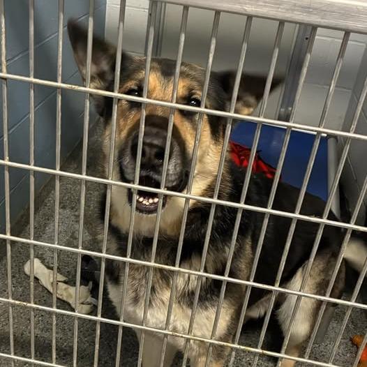 Chase, Adoptable, Senior Male Mixed Breed.