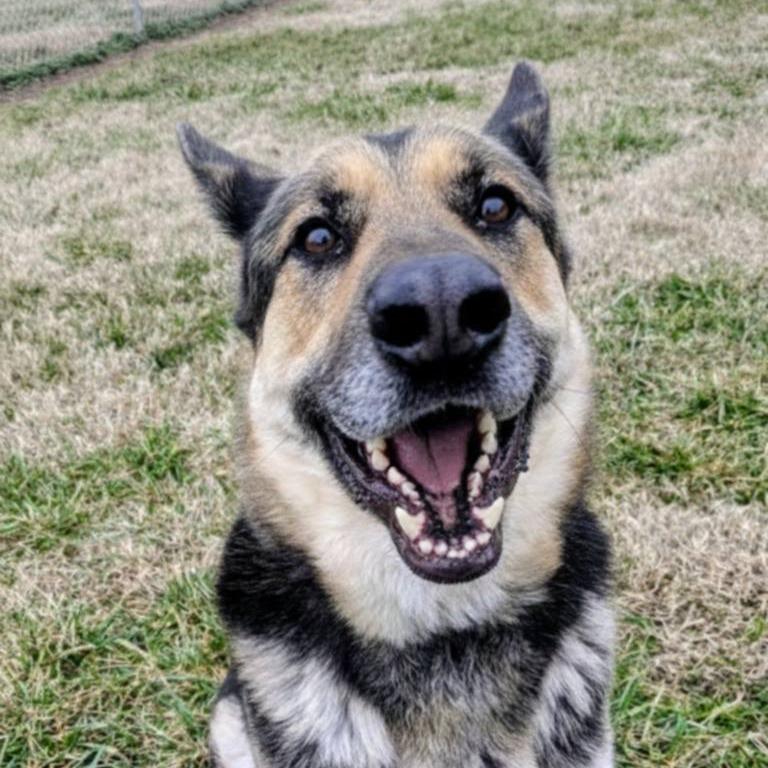 Enlarge Chase, a Adoptable Mixed Breed in Jeffersonville, IN image 2/2
