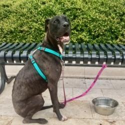 Enlarge Simmer, a Adoptable mixed breed in Savannah, GA image 3/3