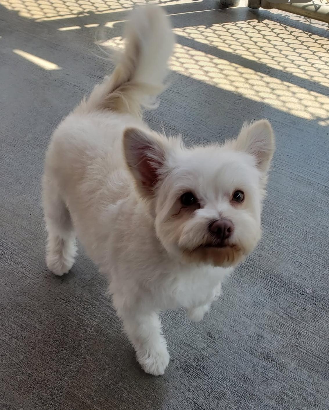 Enlarge Lychee, a Adopted mixed breed in Gardena, CA image 1/4