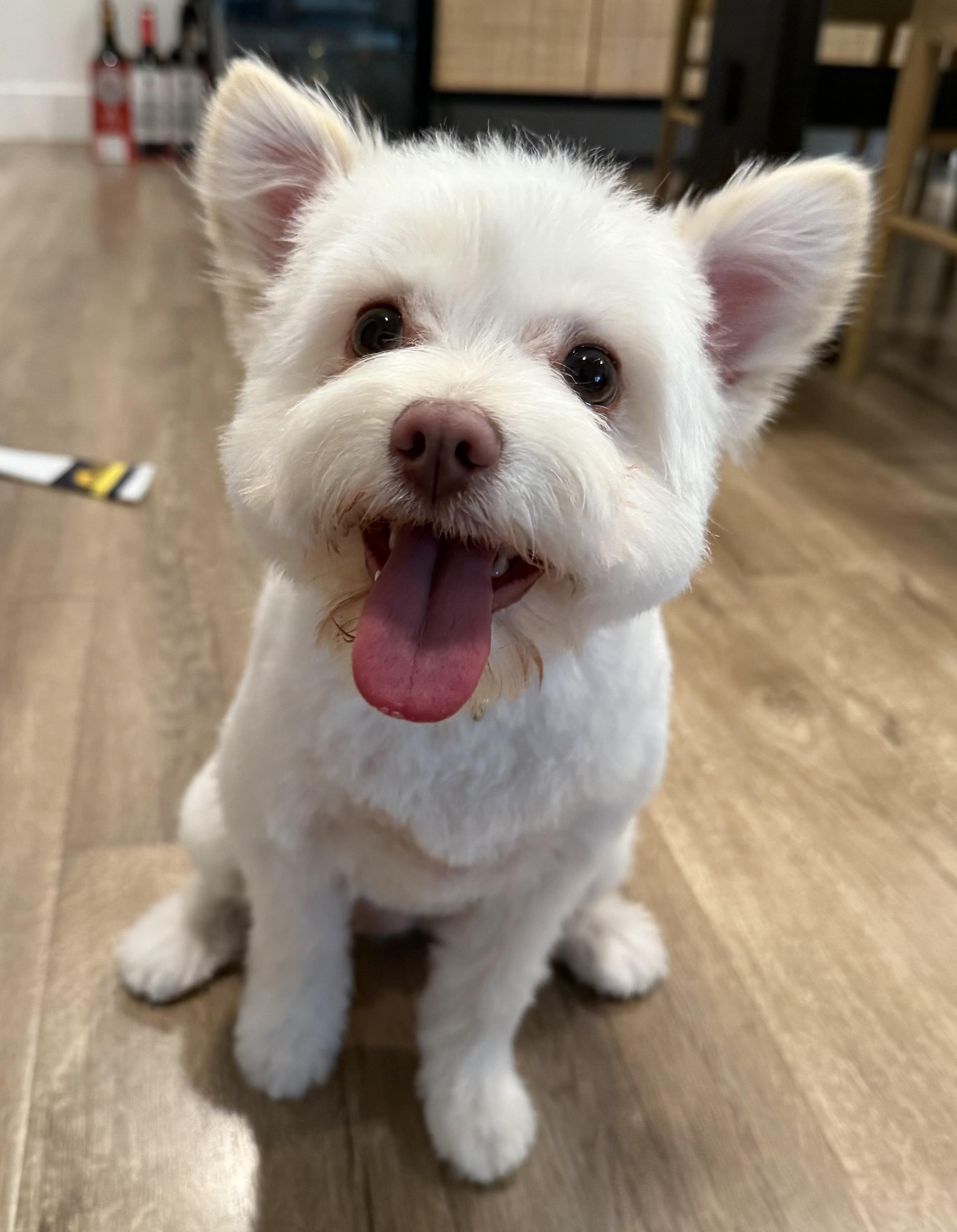 Enlarge Lychee, a Adopted mixed breed in Gardena, CA image 2/4