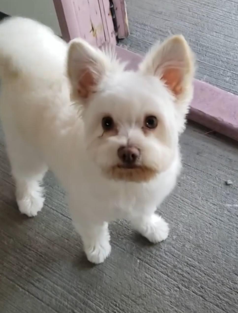 Enlarge Lychee, a Adopted mixed breed in Gardena, CA image 3/4