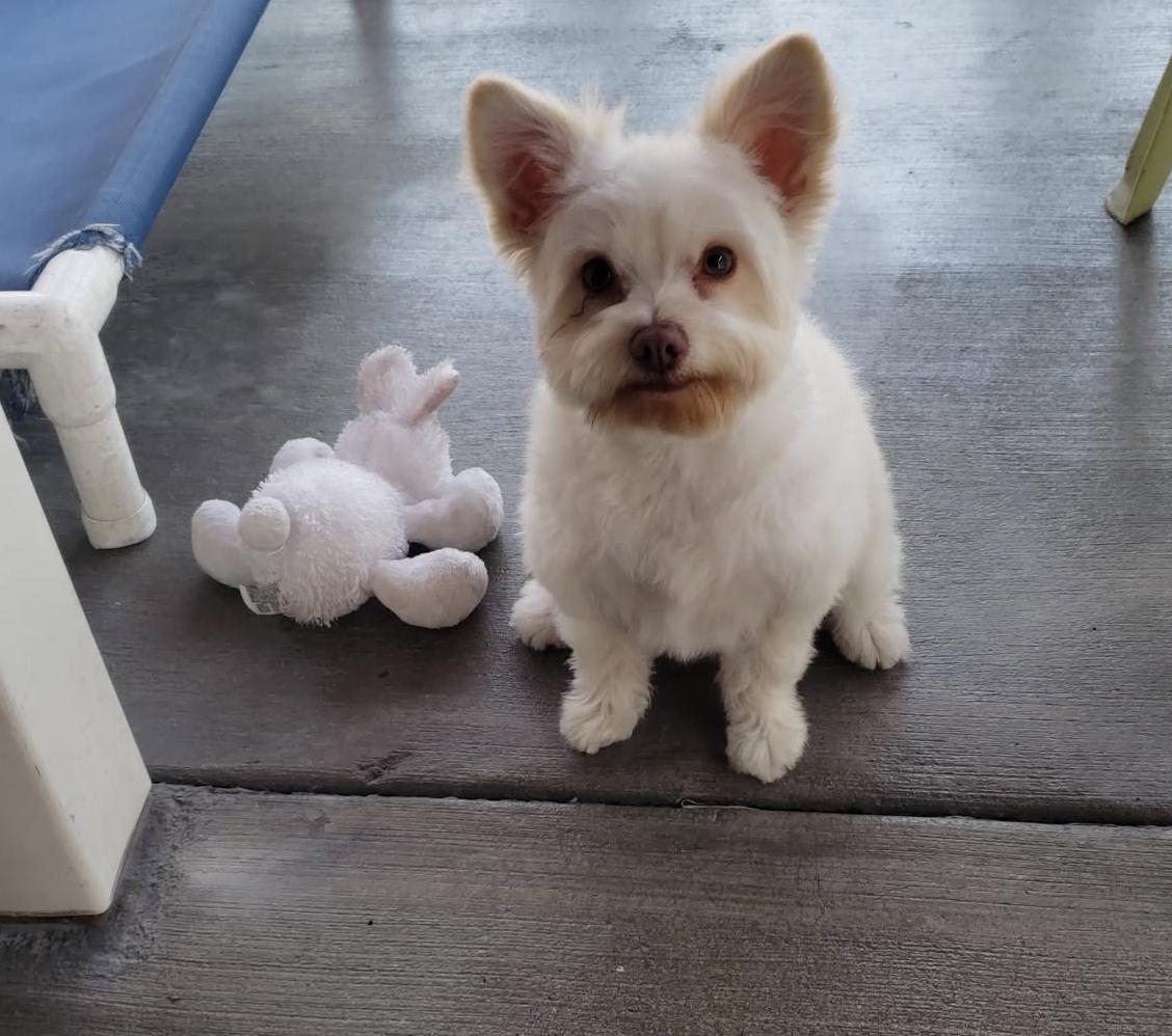Enlarge Lychee, a Adopted mixed breed in Gardena, CA image 4/4
