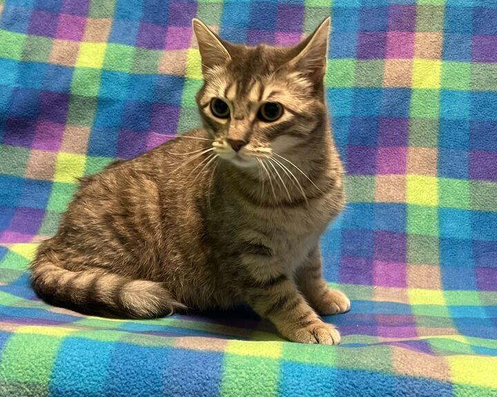 Enlarge Pookie, a ADOPTABLE mixed breed in Jackson, MI image 2/6