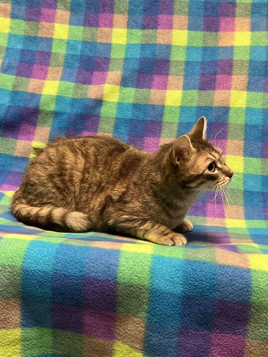 Enlarge Pookie, a ADOPTABLE mixed breed in Jackson, MI image 3/6