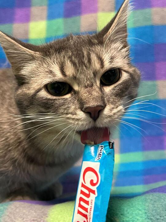 Pookie, ADOPTABLE, Adult Female Domestic Short Hair.