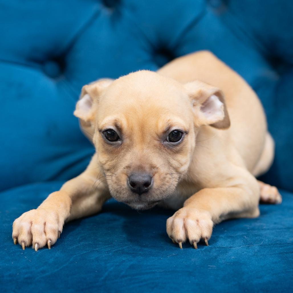 Selma, ADOPTABLE, Puppy Female Pit Bull Terrier.