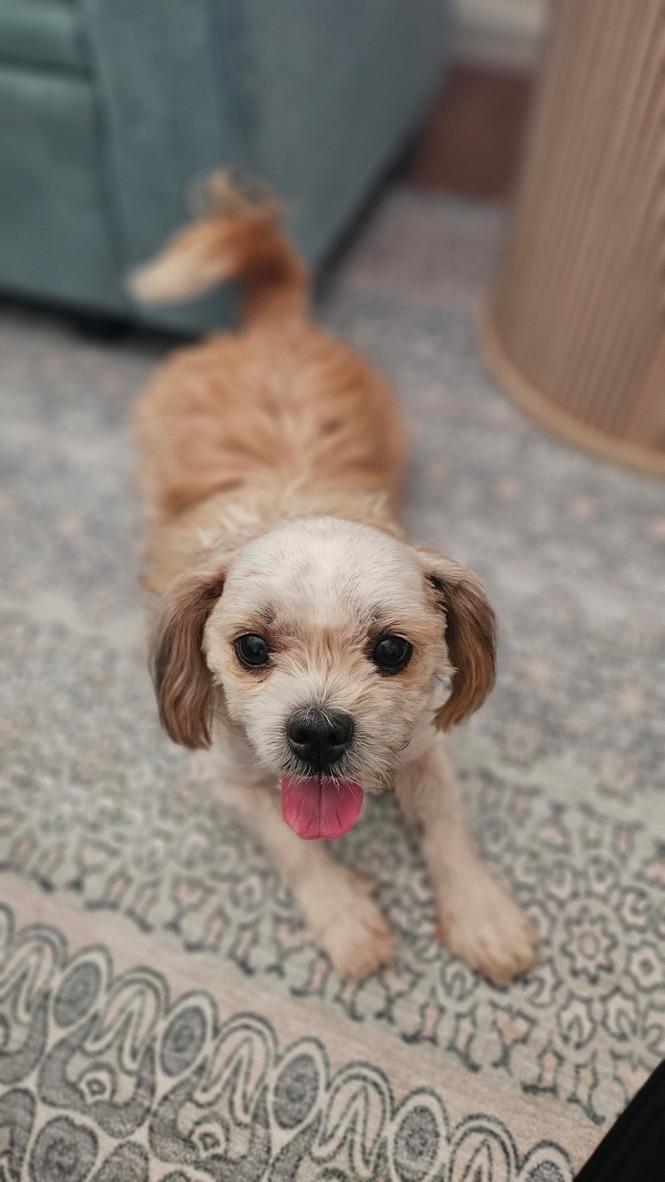 ALFIE Shih Tzu Dog