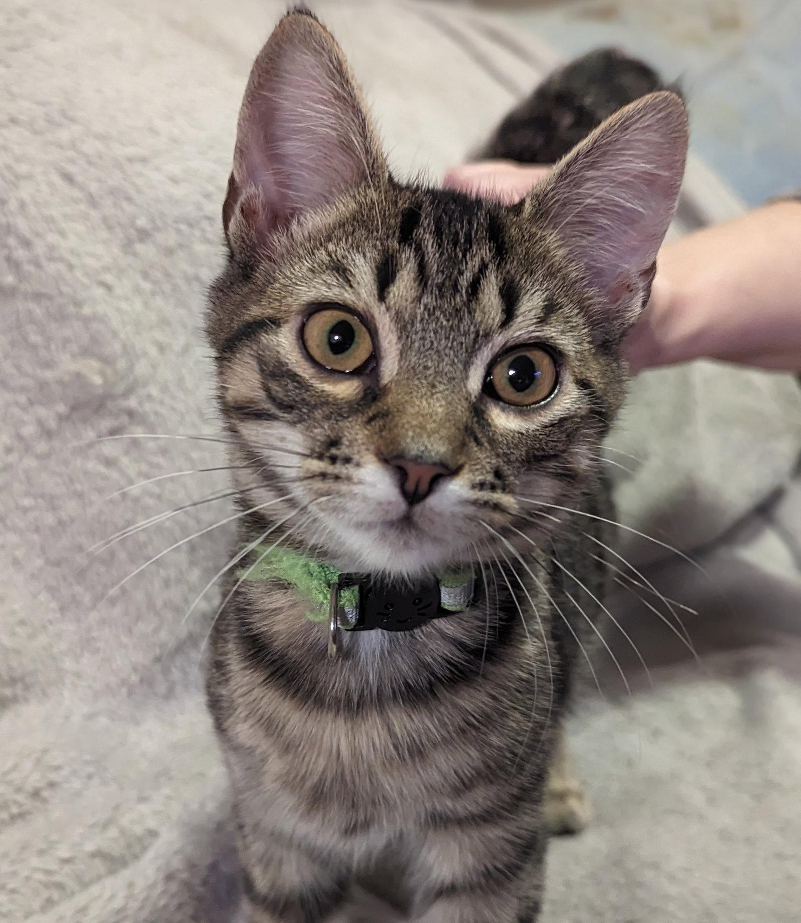 Brock E, Adoptable, Young Male Domestic Short Hair.