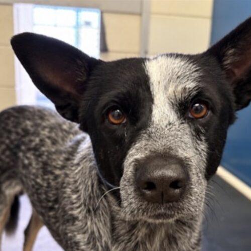 Orion, Adoptable, Puppy Male Australian Cattle Dog / Blue Heeler.
