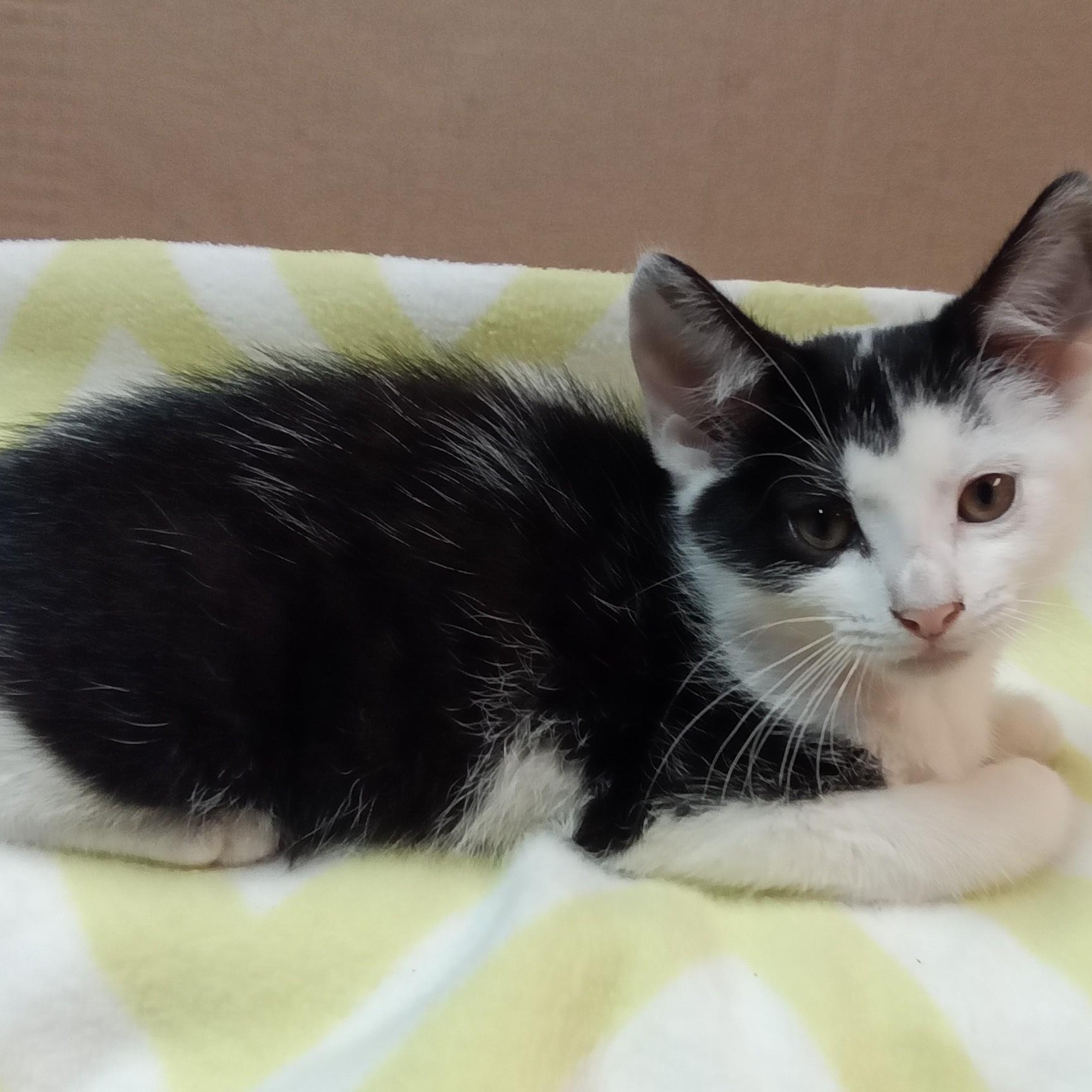 Mask, Adoptable, Kitten Male Domestic Short Hair.