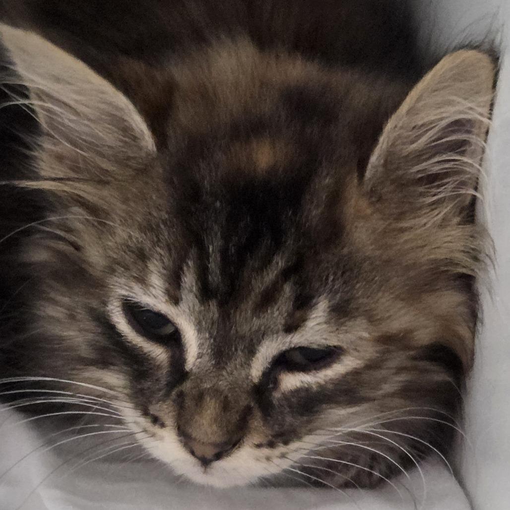 Goose, Adoptable, Kitten Female Domestic Long Hair.