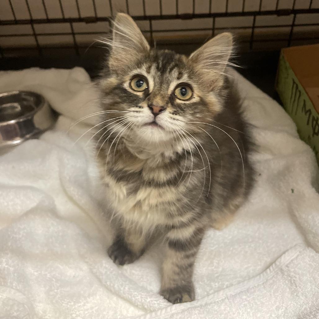 Goose, a Adoptable Domestic Long Hair in Branson, MO image 2/3