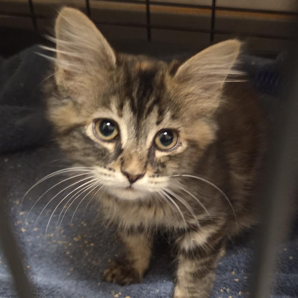 Goose, a Adoptable Domestic Long Hair in Branson, MO image 3/3