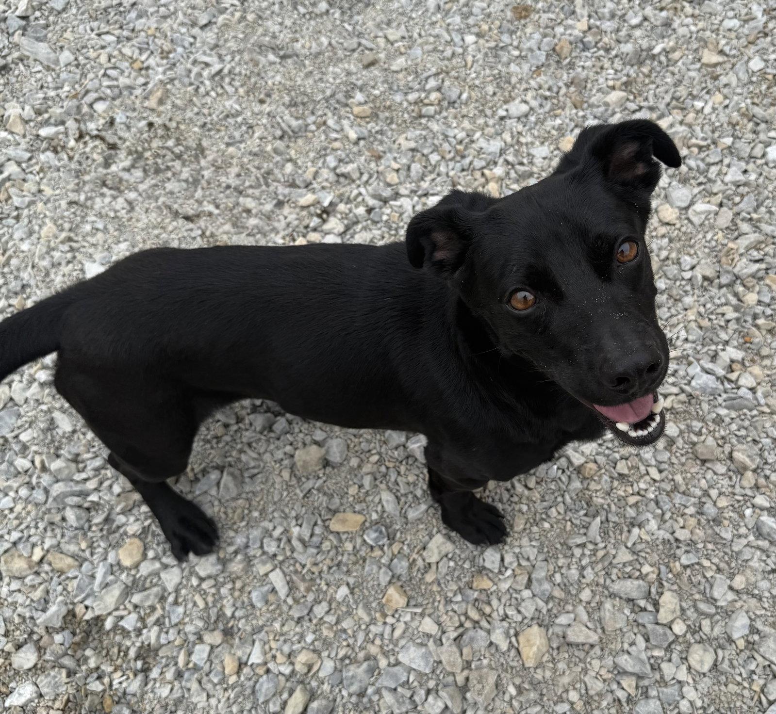 Bull, Adoptable, Young Male Retriever & Dachshund.