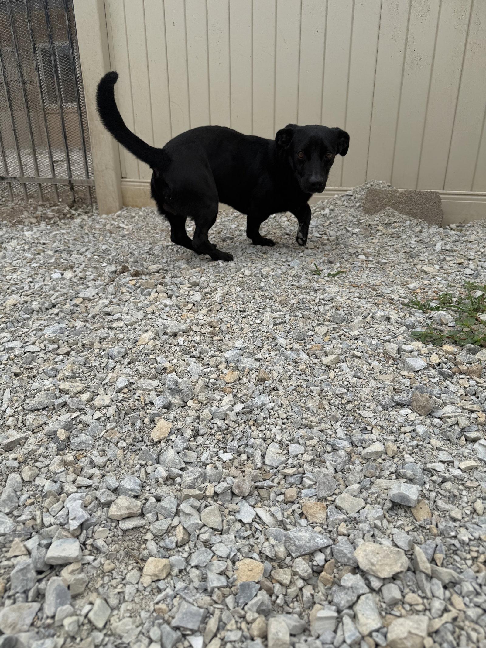 Bull, a Adoptable mixed breed in Corning, AR image 2/3