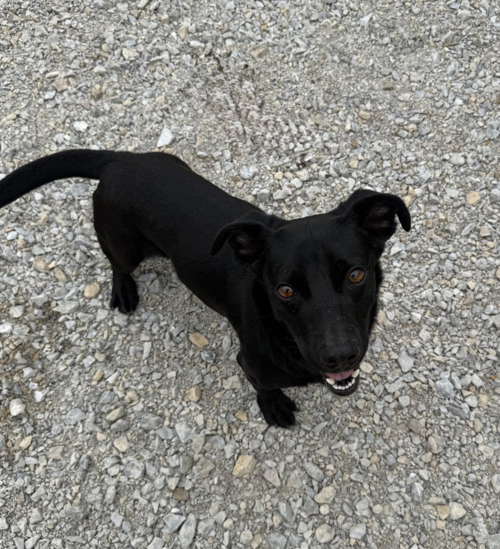 Bull, a Adoptable mixed breed in Corning, AR image 3/3