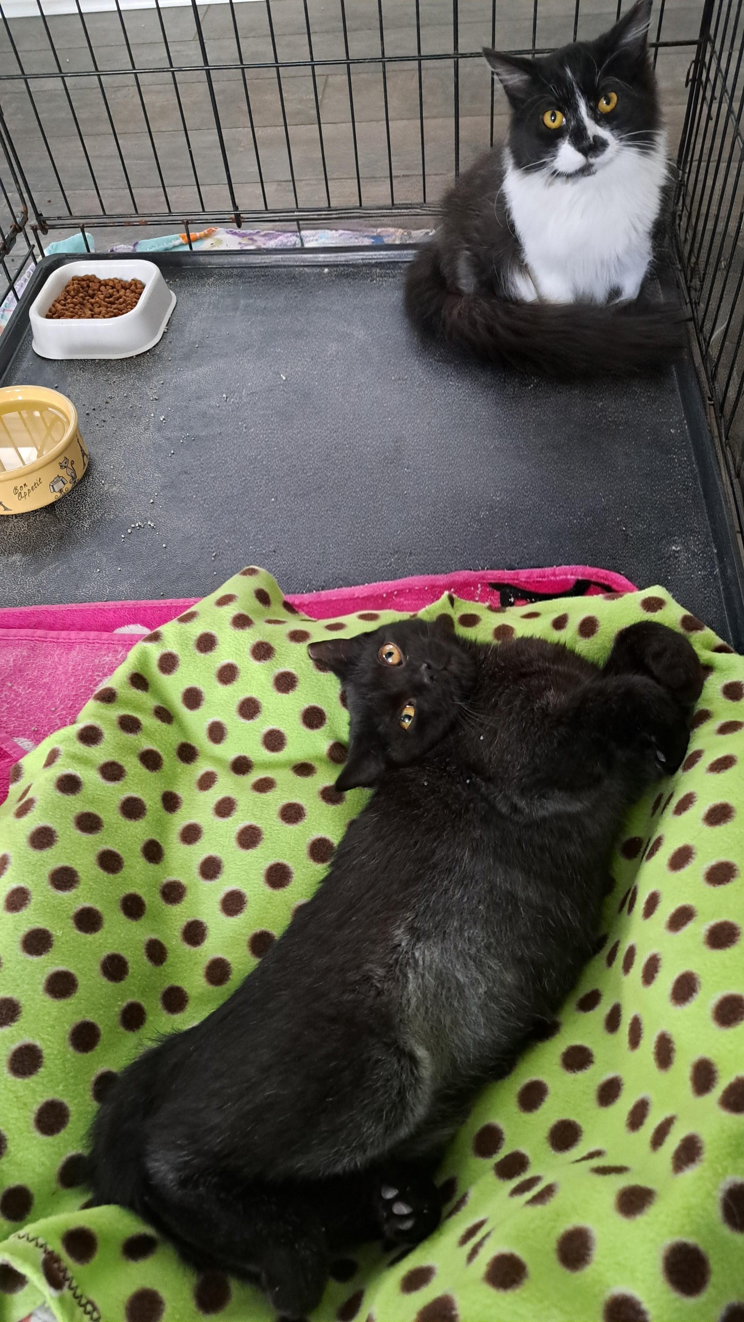 Byrdie and Velvet, a Adoptable mixed breed in Buffalo, NY image 5/5