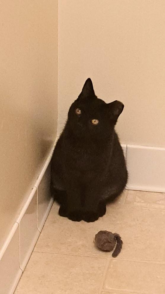 Byrdie and Velvet, a Adoptable mixed breed in Buffalo, NY image 3/5