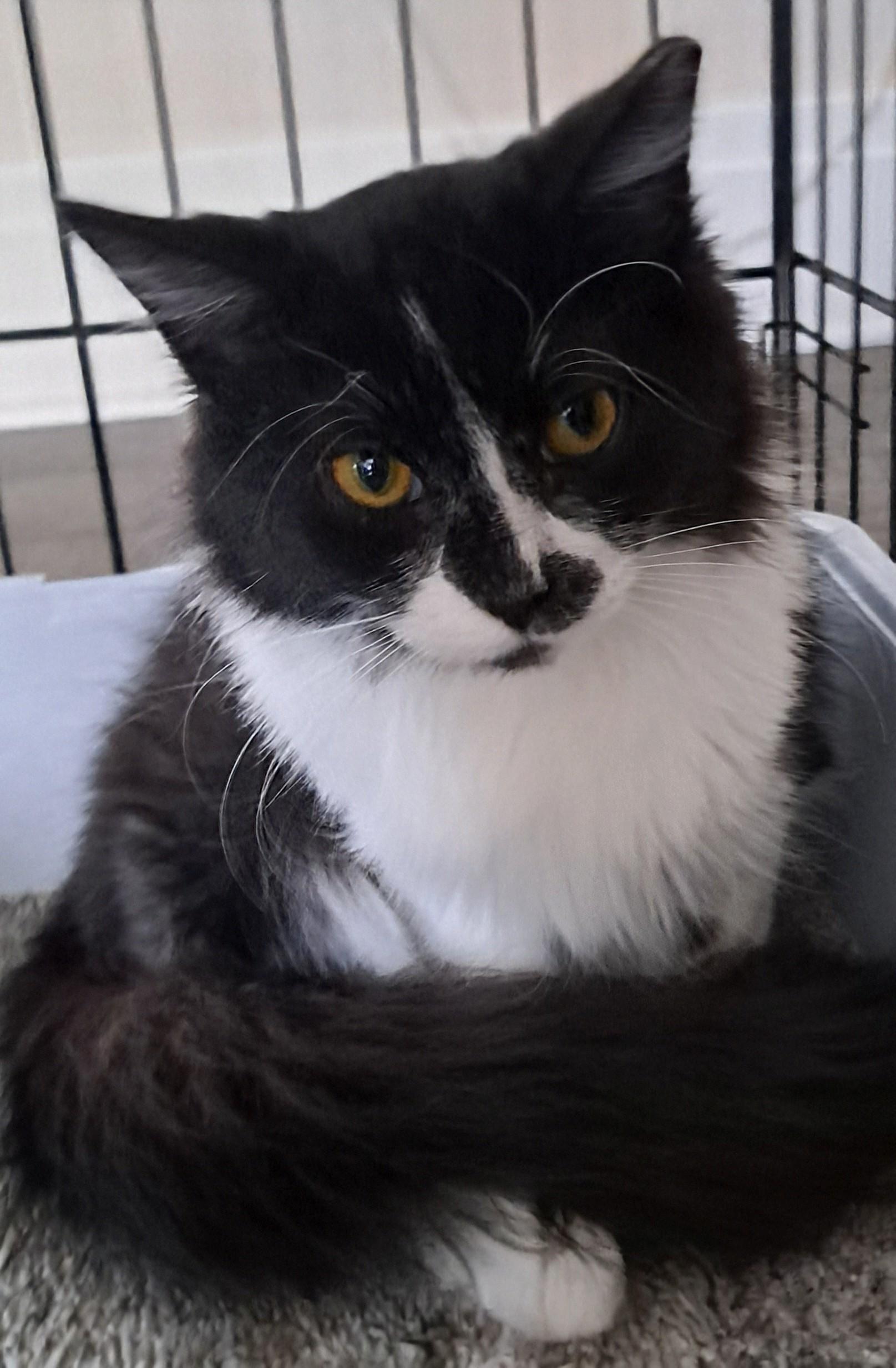 Byrdie and Velvet, a Adoptable mixed breed in Buffalo, NY image 4/5