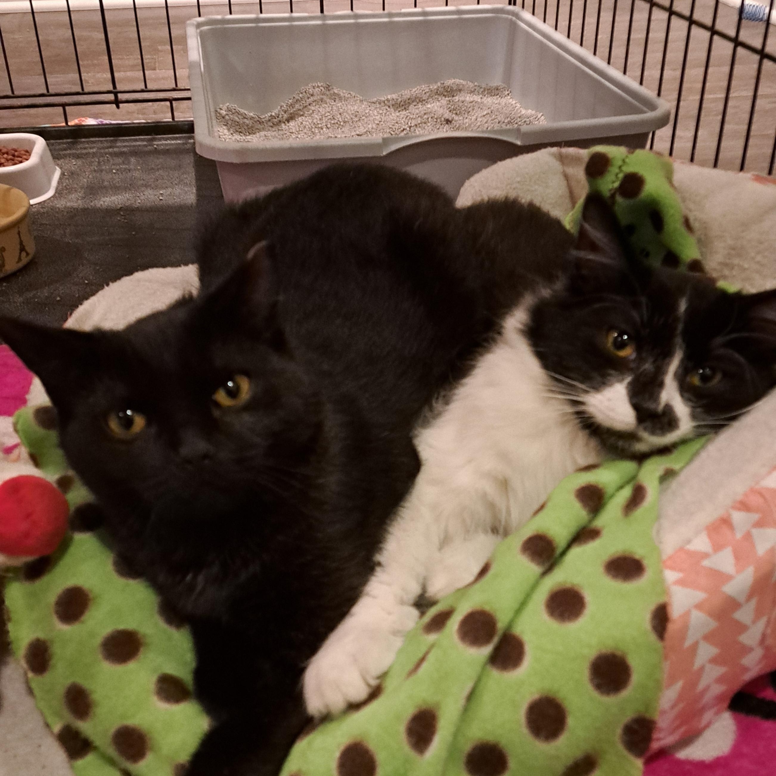Byrdie and Velvet, a Adoptable mixed breed in Buffalo, NY image 2/5