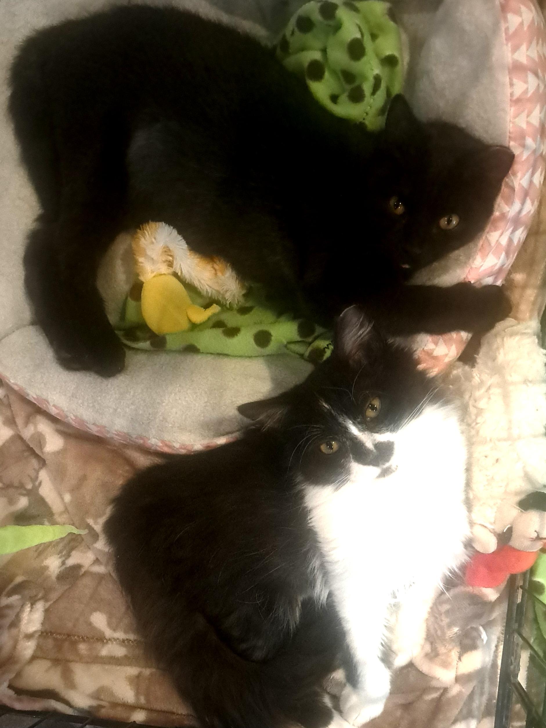 Byrdie and Velvet, Adoptable, Young Female Tuxedo & Domestic Short Hair.