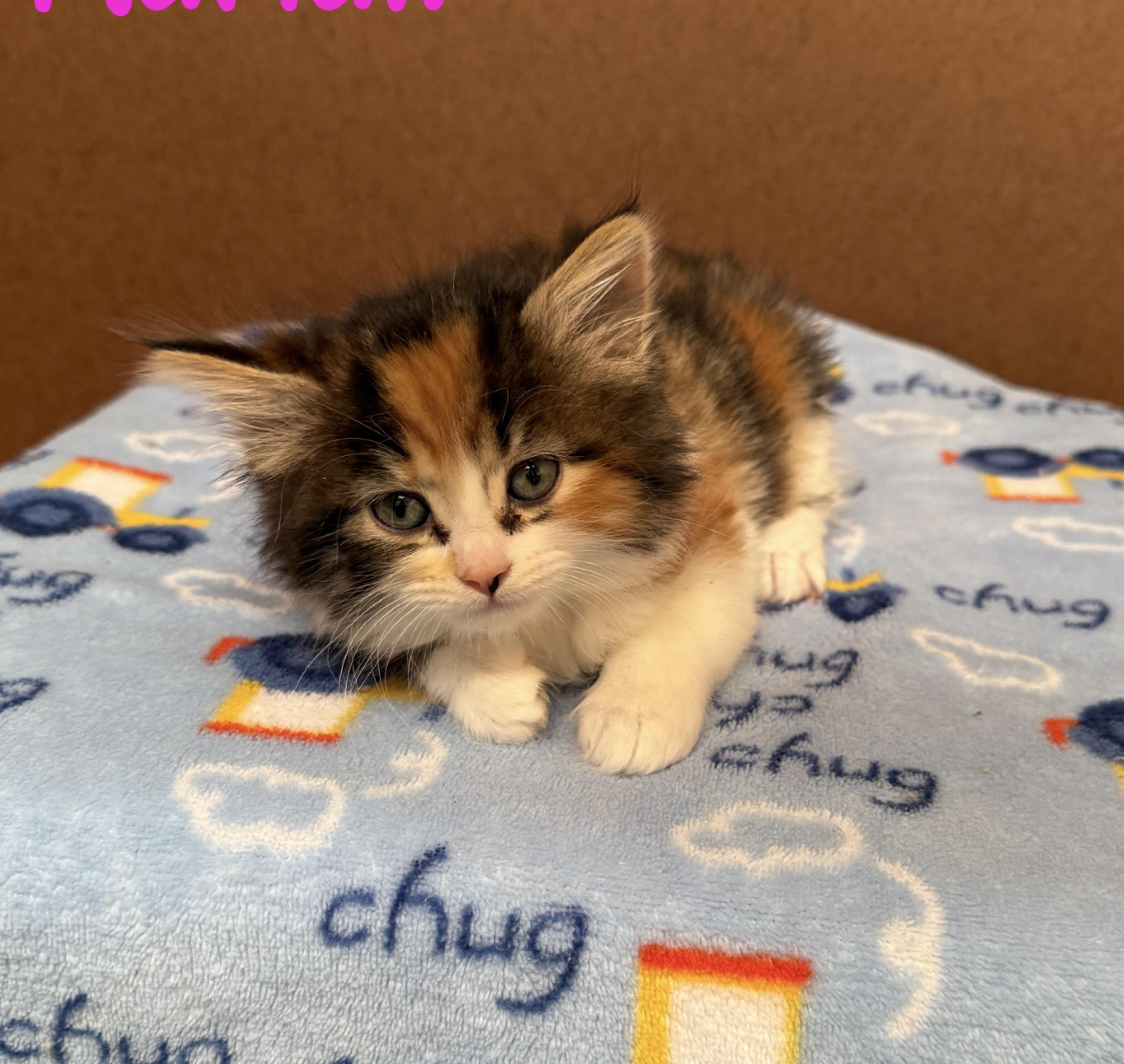 Maria and Carrie (loving / playful / cute), Baby Female unknown