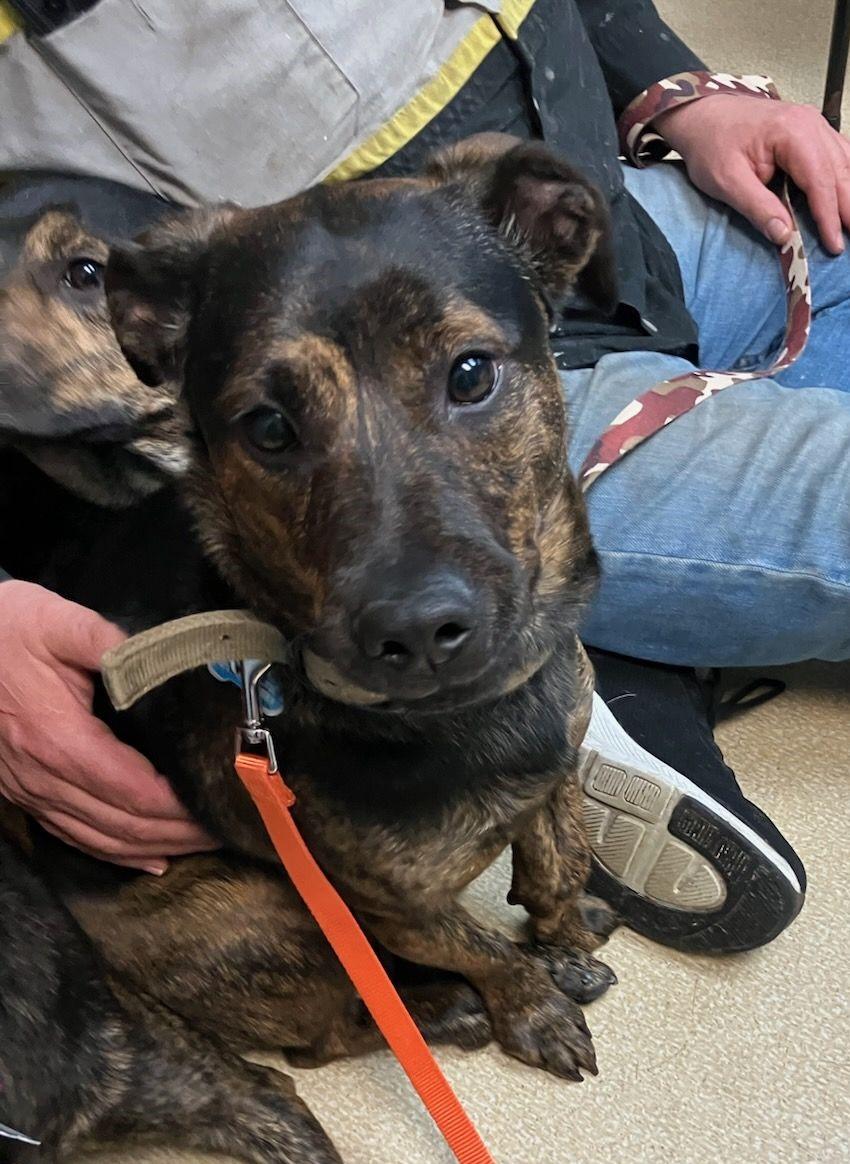 Enlarge Tootsie Pop, a Adoptable mixed breed in Schererville, IN image 1/1