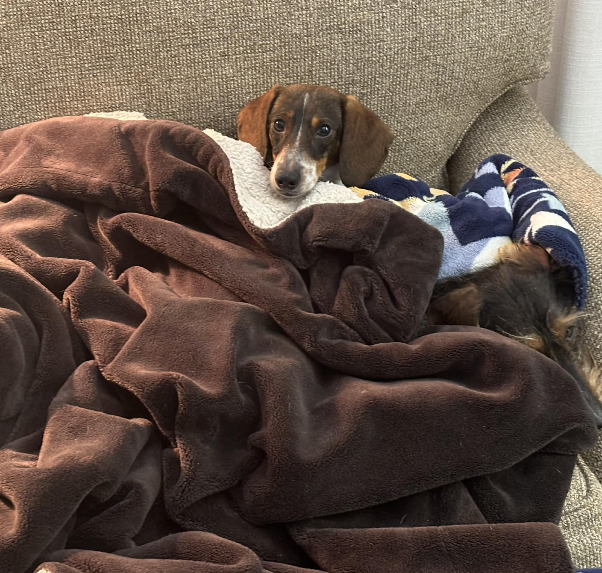 Smuckers, Adoptable, Adult Male Dachshund.