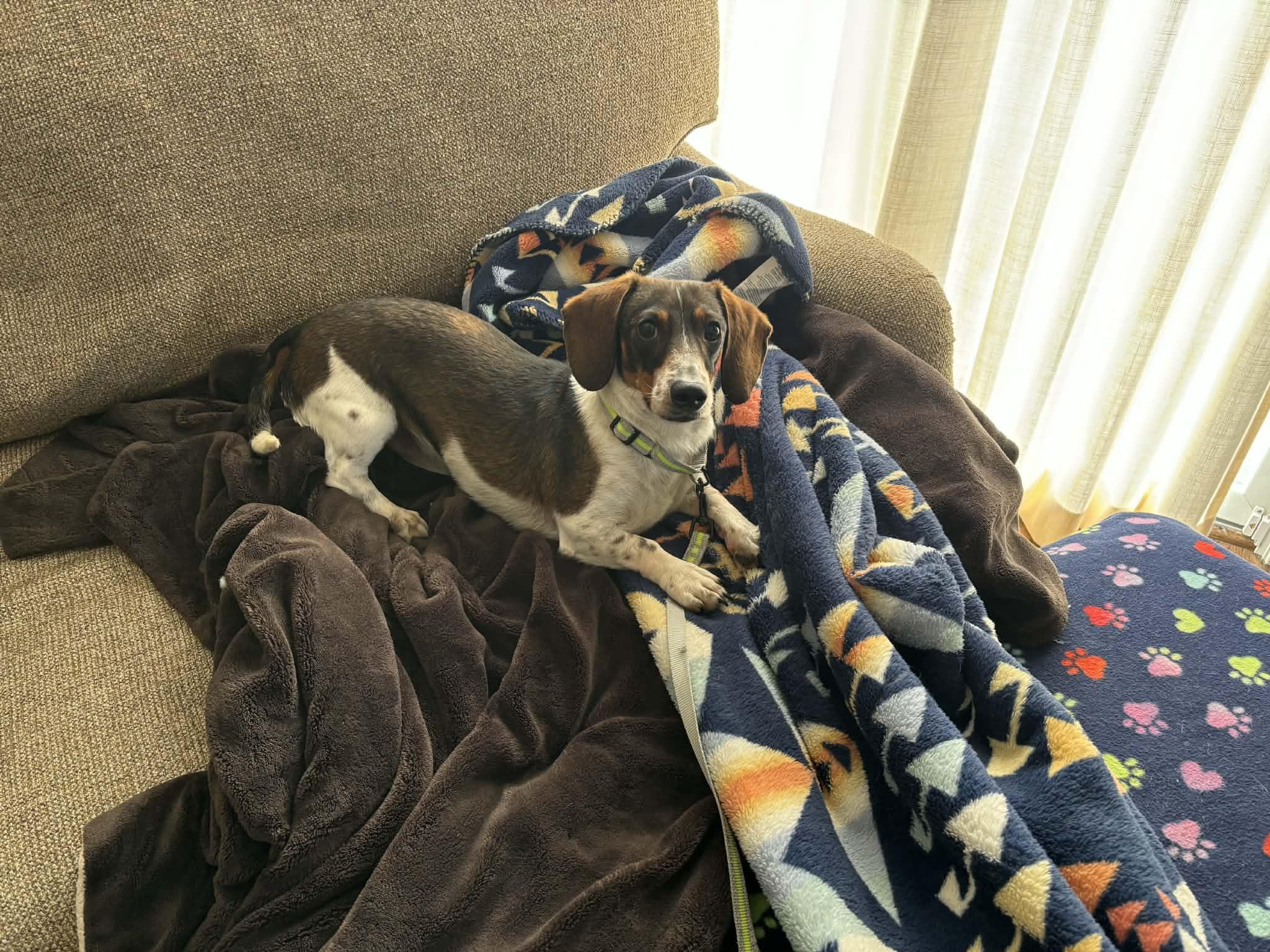 Smuckers, a Adoptable mixed breed in Kansas City, MO image 2/6