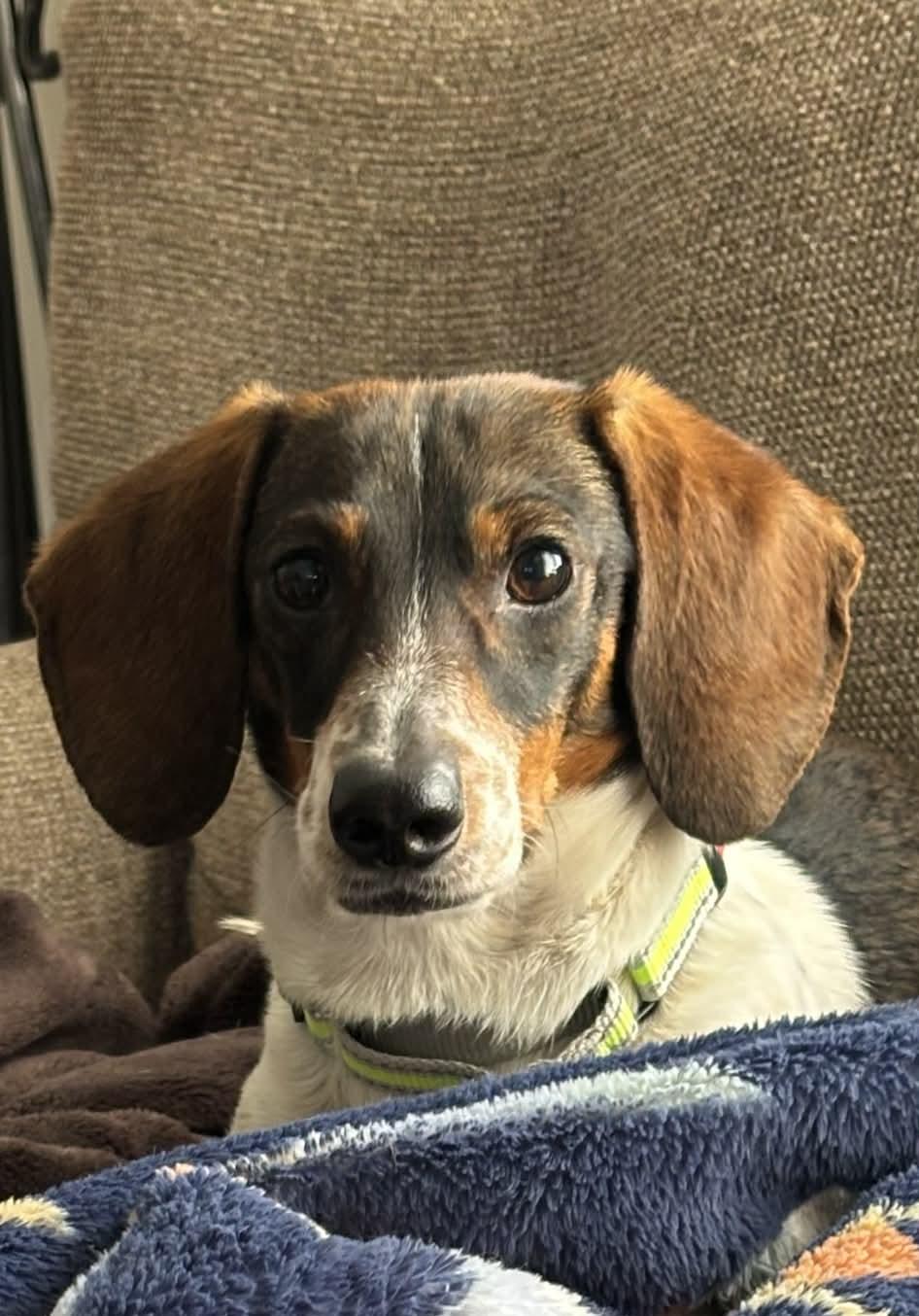 Smuckers, a Adoptable mixed breed in Kansas City, MO image 5/6