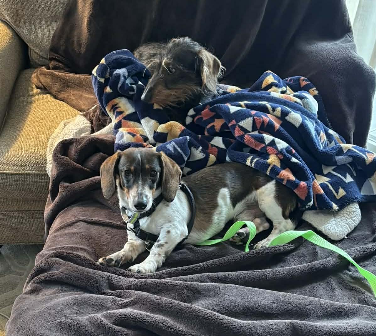 Smuckers, a Adoptable mixed breed in Kansas City, MO image 6/6