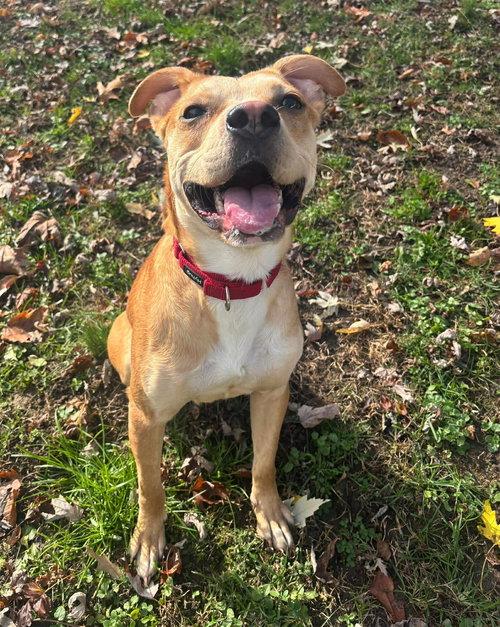 Enlarge Tank, a ADOPTABLE mixed breed in Mount Royal, NJ image 1/4