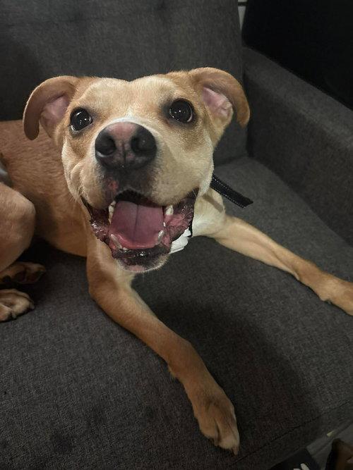 Enlarge Tank, a ADOPTABLE mixed breed in Mount Royal, NJ image 3/4