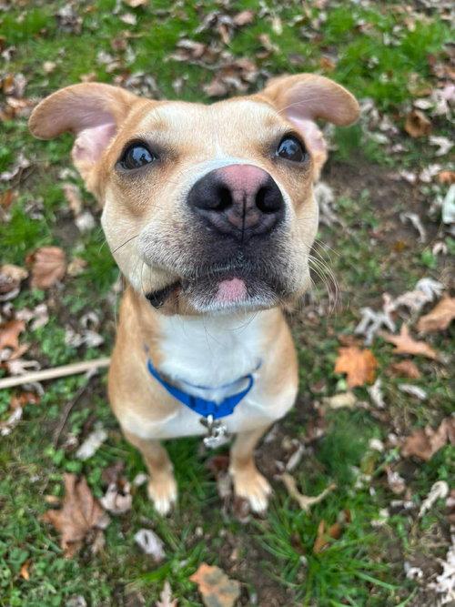 Enlarge Tank, a ADOPTABLE mixed breed in Mount Royal, NJ image 2/4