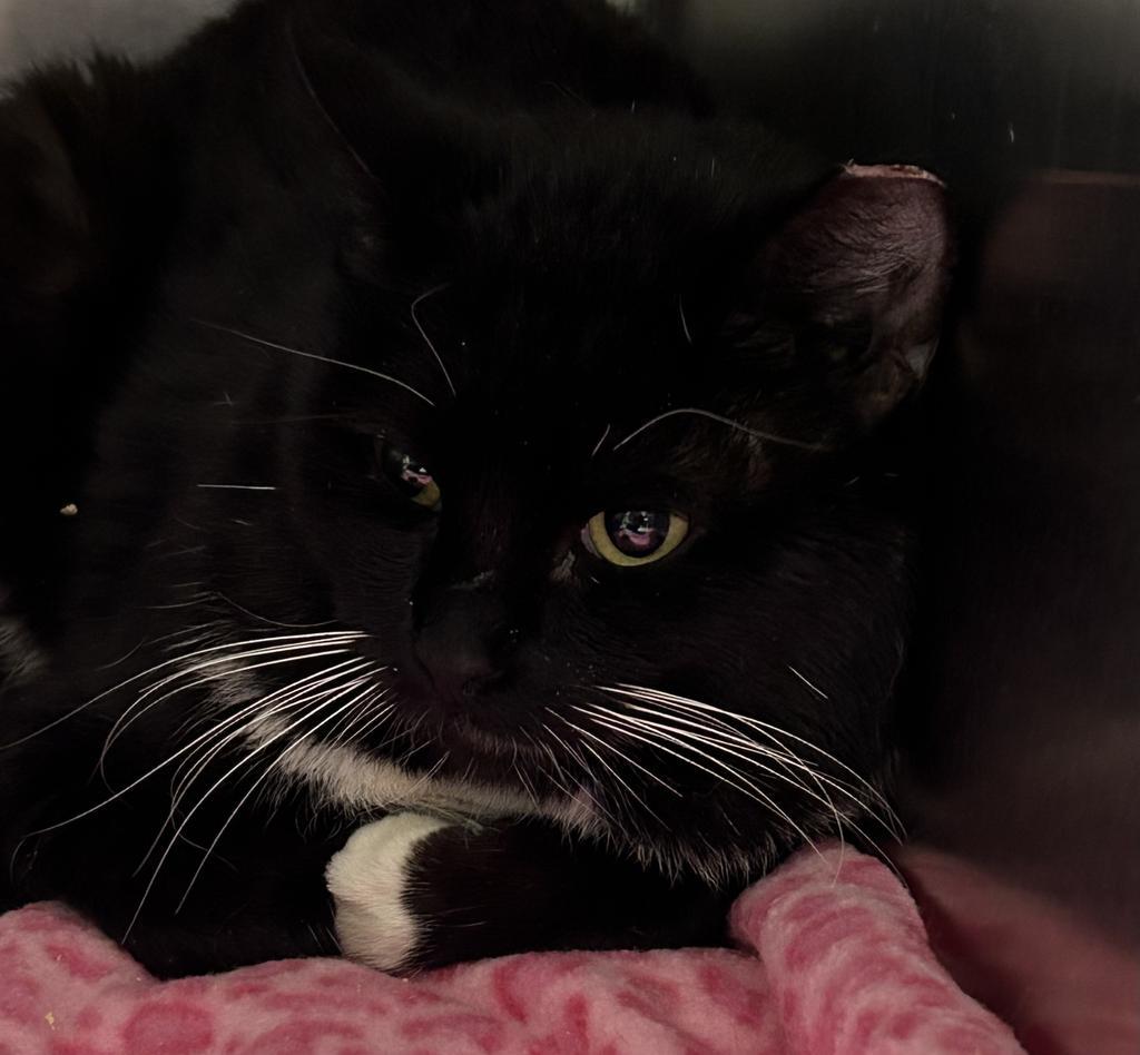 Link, Adoptable, Adult Male Domestic Short Hair.