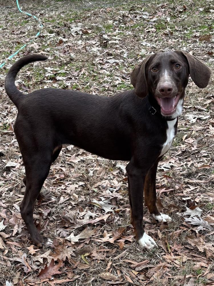 Nova Galaxy — thumbnail 2