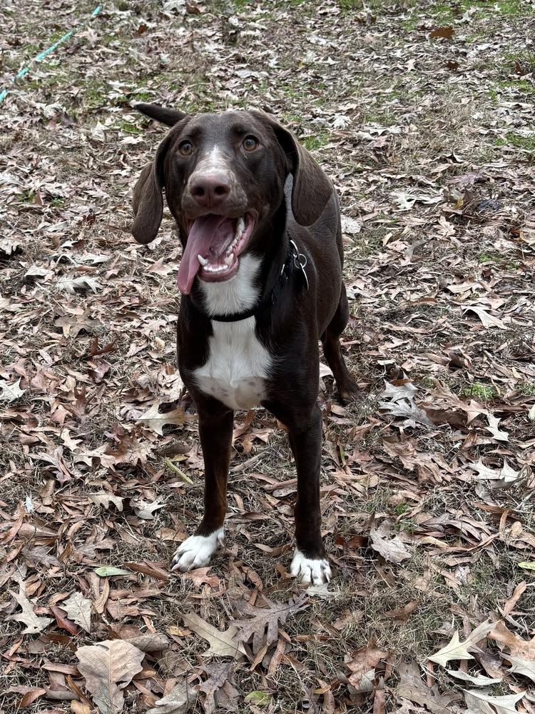 Nova Galaxy — thumbnail 3