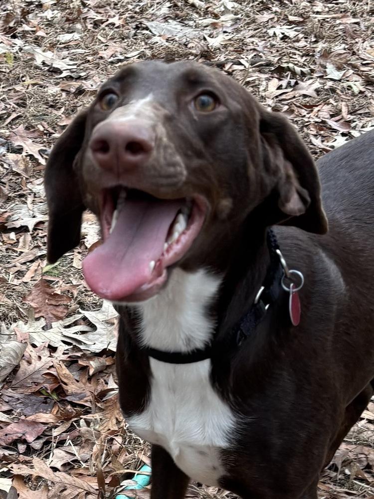 Nova Galaxy — thumbnail 4