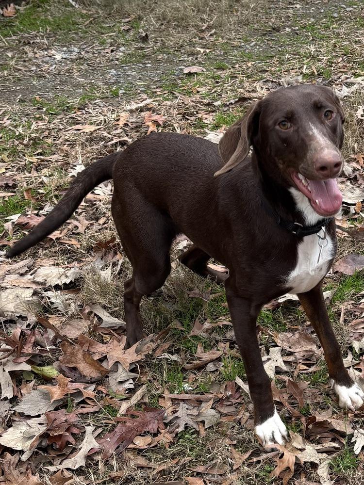 Nova Galaxy — thumbnail 5