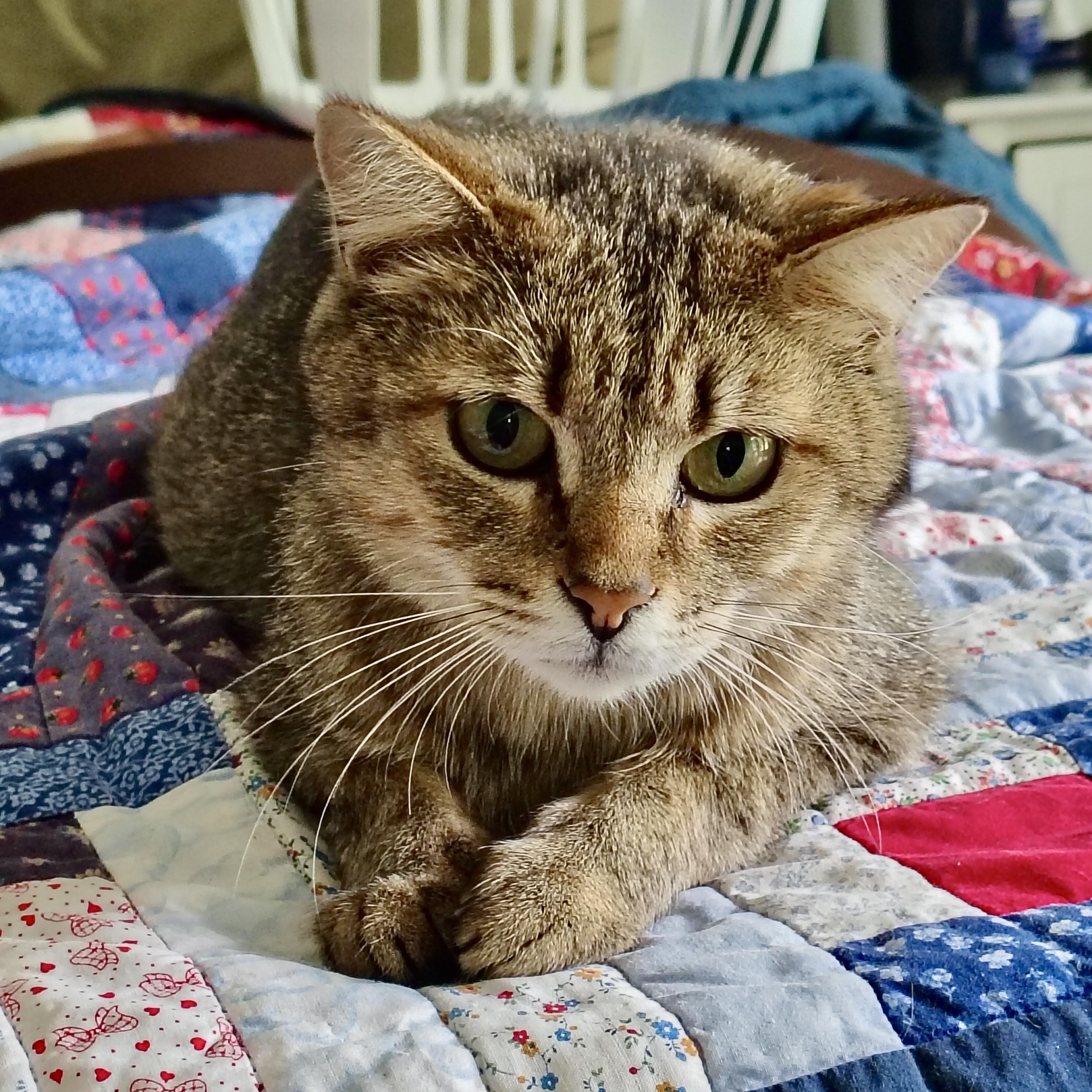 Seashell, Adoptable, Young Female Domestic Short Hair.