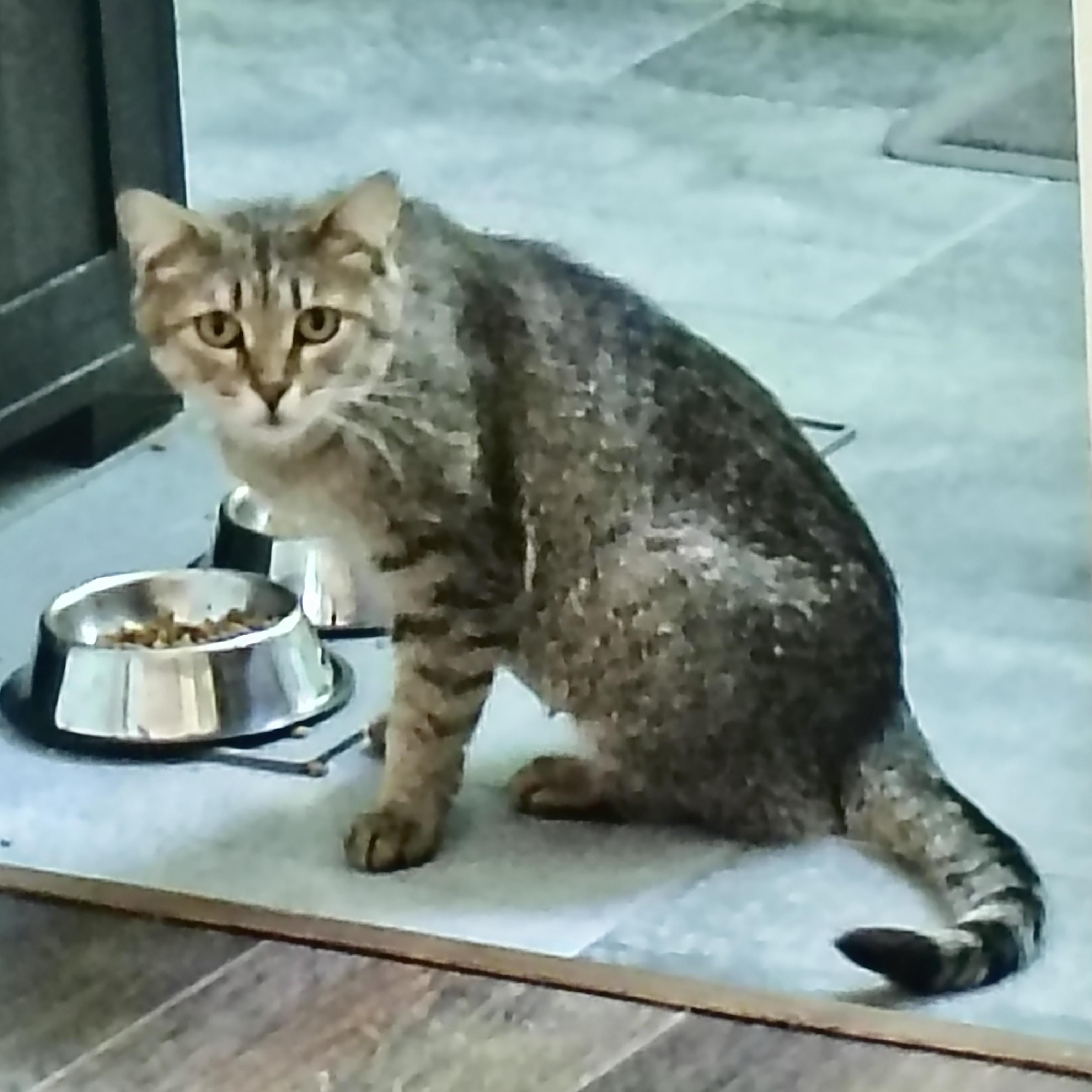 Seashell, a Adoptable Domestic Short Hair in Richmond, VA image 2/2
