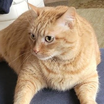 Daisy, ADOPTABLE, Adult Female American Shorthair.