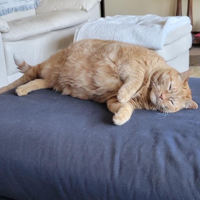 Enlarge Daisy, a ADOPTABLE American Shorthair in Blue Earth, MN image 3/6